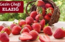 Gezin Çileği: Doğanın Ritmiyle Yetişen Bir Lezzet