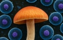 Psilosibin İnsan Hücrelerinin Ömrünü %50’ye...