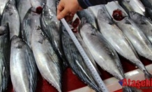 “Hopa’dan İğneadaya kadar Karadeniz Palamut dolu”
