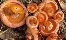KANLICA MANTARI
