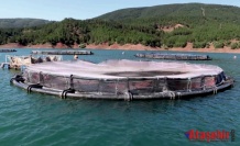 Tokat’tan Dünyaya: Almus’un Balıkları 29 Ülkeye İhraç Ediliyor