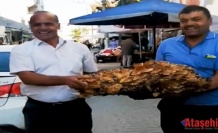 80 Kiloluk Dev Gürgen Mantarı Şaşkınlık Yarattı