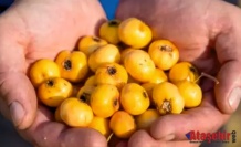 Alıçın Faydaları Nelerdir