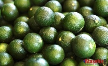 Coğrafi İşaretli Bodrum Mandalinasında Hedef 40 Ton