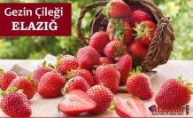 Gezin Çileği: Doğanın Ritmiyle Yetişen Bir Lezzet