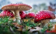 Her Mantar Toplanmaz: Doğada Zehirli Tehlike