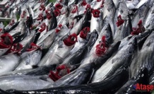 Kestane Karası Fırtınası ve Palamut