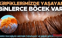 Kirpiklerinizde Yaşayan Mikroskobik Akarlar