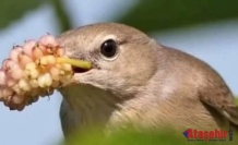 Vişne, Dut ve Bülbül: Bir Deyimin Hikâyesi