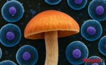 Psilosibin İnsan Hücrelerinin Ömrünü %50’ye Kadar Uzatabiliyor