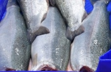 Dünya'ya 11 Ayda 164 Milyon Dolarlık Türk Somonu İhracatı