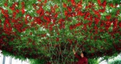 Meyve Sebze ve Doğa fotoğrafları