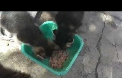 Bizim Minnoşlar Mamalarını Yiyorlar