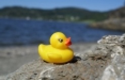 Ördeklerin efendisi, Russian man orders ducks to attention, marches them into barn! 