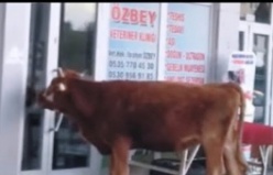 Veteriner Biraz Sonra Gelecek, İnek Hanım, Veteriner Şu An Yerinde Yok