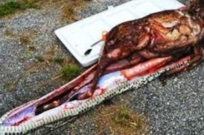 5 metre boyundaki Piton 35 kiloluk geyiği yuttu
