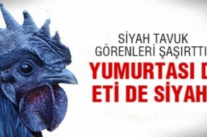 Eti, Yumurtası Siyah, Kara Tavuk, Ayam Cemani,