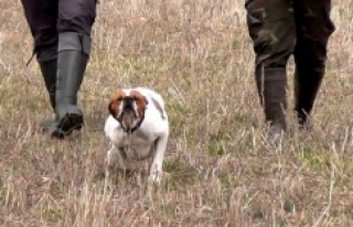 Köpek Eğitimi, Eğitimin Esasları
