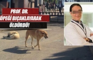 Profesör,  Köpeği bıçakladı