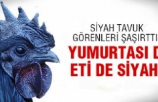 Eti ve Yumurtası Siyah Kara Tavuk, Ayam Cemani