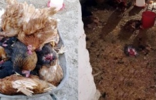 Ataşehir'de Sansar katliam yaptı