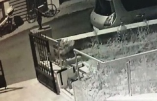 Motosiklet hırsızlığı kameraya takıldı