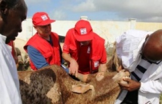 Türkiye’de ve Dört Kıtada Kurban Kesimleri Başladı