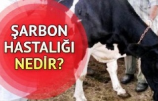 Şarbon Hakkında Bilmedikleriniz!