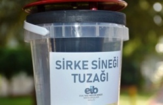 Sirke sineğine tuzaklı önlem