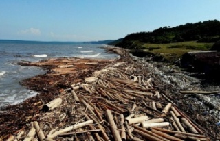 Karadeniz’i tomruk kapladı