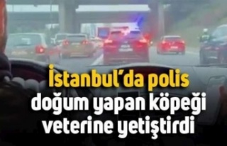 Polis, doğum yapan köpeği veterinere yetiştirdi