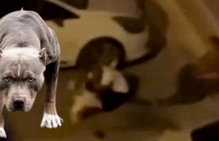 Evden kaçan pitbull dehşet saçtı!