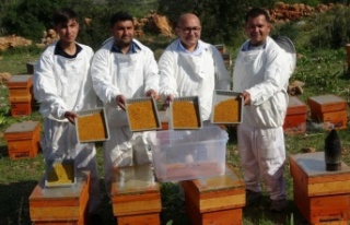Polende hasat başladı