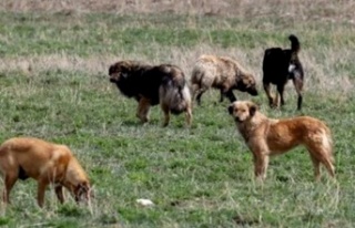 BAŞIBOŞ KÖPEK DÜZENLEMESİ GELİYOR