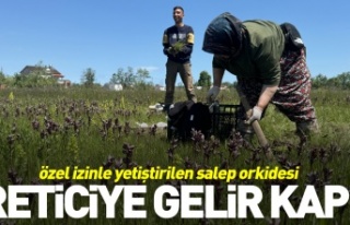 Salep orkidesi üreticisine gelir kapısı oldu