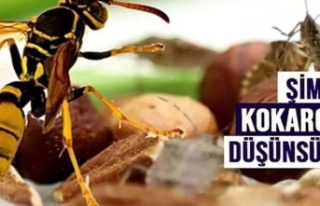 SAMURAY ARILAR DOĞAYA SALINACAK!