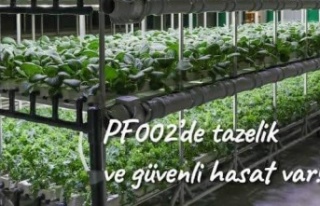 İstanbulun göbeğinde topraksız tarım