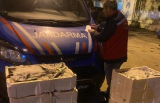 İstanbul’da küçük boy balık nakli yapanlara...