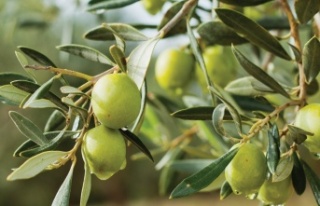 DÜNYA ZEYTİN AĞACI GÜNÜ KUTLANDI 