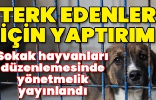 Sokak hayvanları düzenlemesinde yönetmelik yayınlandı