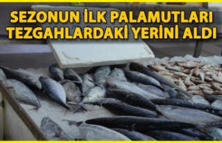 Sezonun İlk Palamutları Sinop Tezgâhlarında