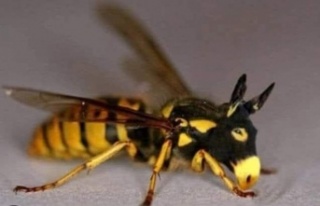 EŞEK ARISININ MÜKEMMEL ZAMANLAMASI: DOĞADAN GELEN...