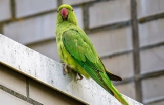 Yeşil Papağanlar: Kentin Renkli Ama Sessiz İstilacıları