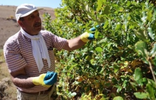 Hasan Kaymaz’ın 21 Yılldır çorak araziyi yeşertiyor