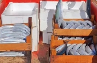 Sinop’ta Palamut Bereketi: Kooperatif Kasaları...