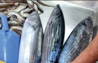 SİNOP’TA TORİK BEREKETİ: DENİZLER UMUT VERİYOR