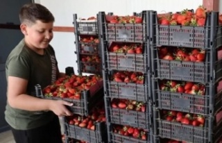 Ovacık Çileği Dünya Pazarında Talebe Yetişemiyor!