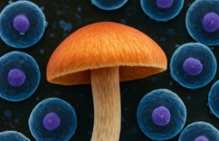 Psilosibin İnsan Hücrelerinin Ömrünü %50’ye...