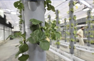 Topraksız Dikey Tarım: Geleceğin Üretim Modeli...