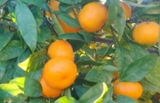 Ataşehir Kooperatifinde Çarşamba Günleri Organik...